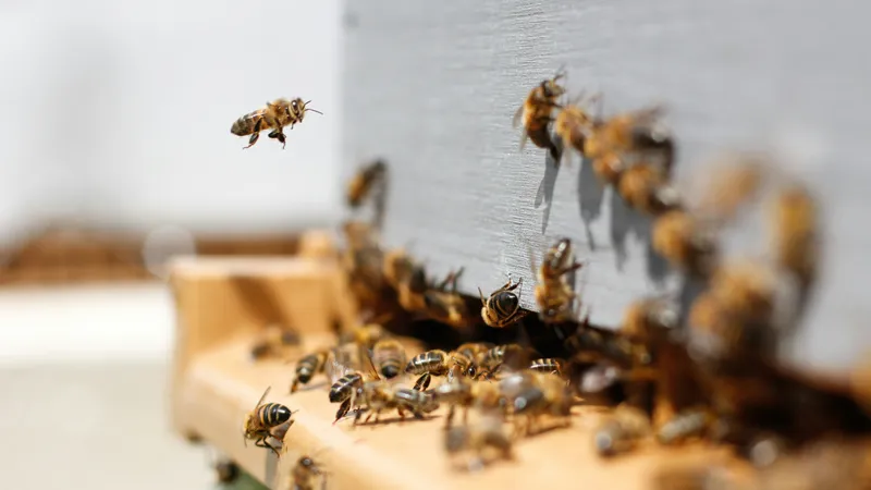 Calling All Honey Lovers: Let's Bee Partners in Sweet Success!